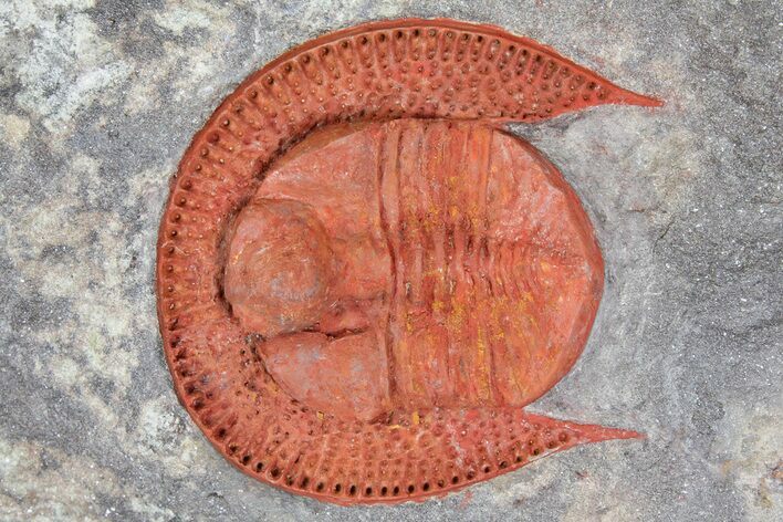 Top Quality, Red Declivolithus Trilobite - Mecissi, Morocco #170757